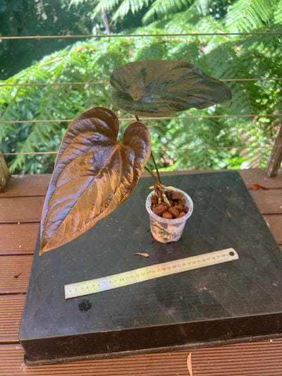 Anthurium 'Best Rad Ruby' Clone