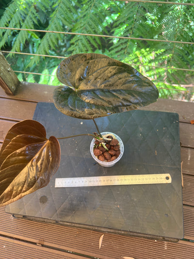 Anthurium 'Best Rad Ruby' Clone
