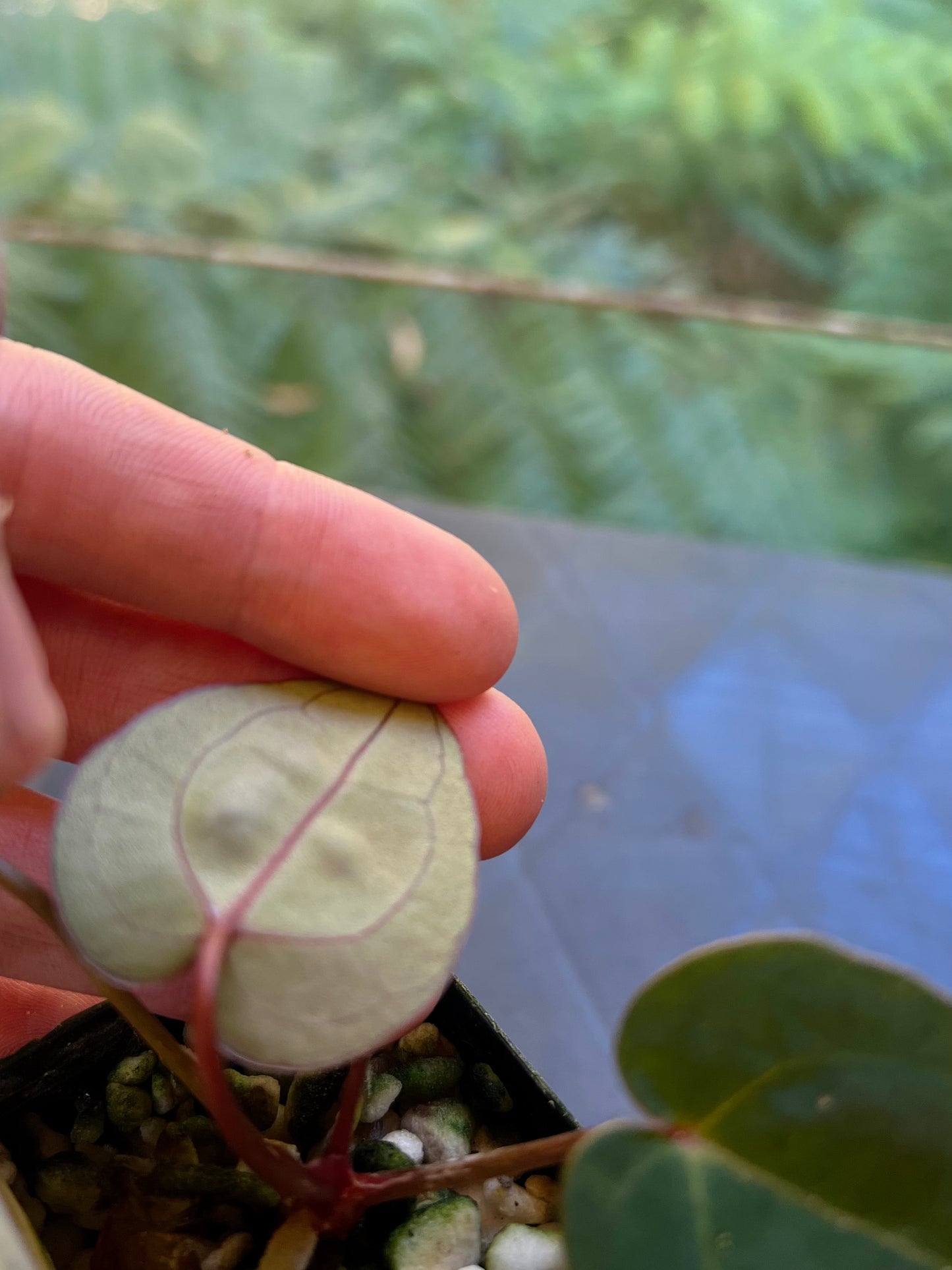 Anthurium Red Crystallinum Hybrids x2 Different Seedlings