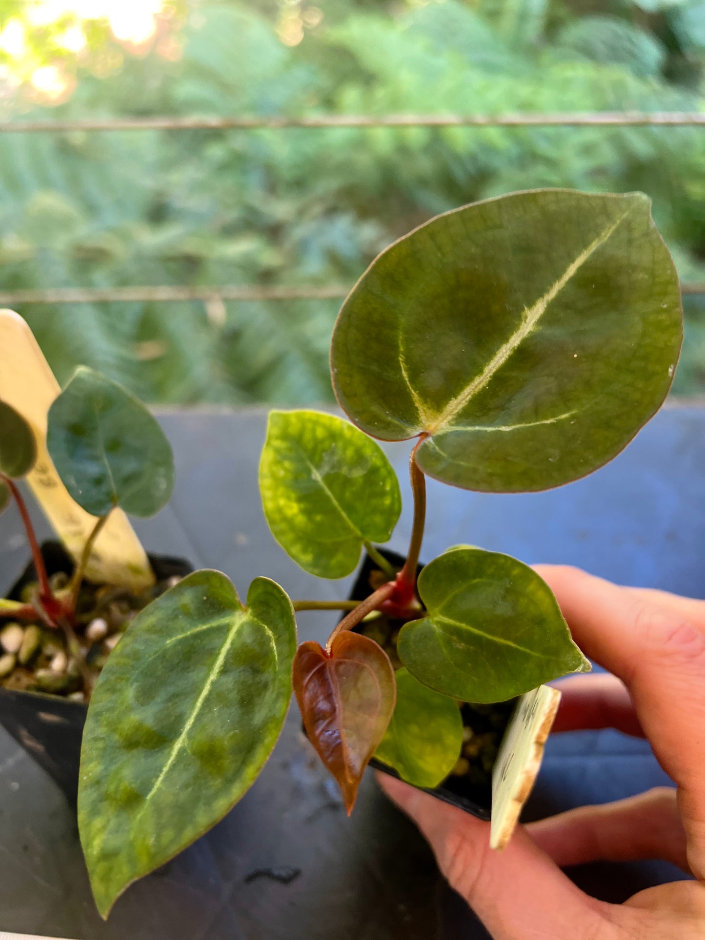 Anthurium Red Crystallinum Hybrids x2 Different Seedlings