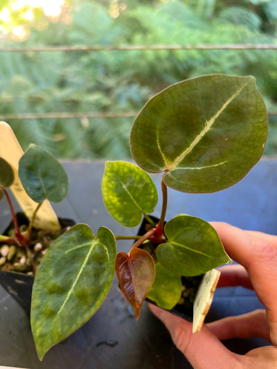 Anthurium Red Crystallinum Hybrids x2 Different Seedlings
