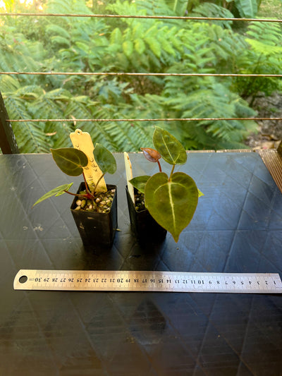 Anthurium Red Crystallinum Hybrids x2 Different Seedlings
