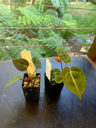 Anthurium Red Crystallinum Hybrids x2 Different Seedlings