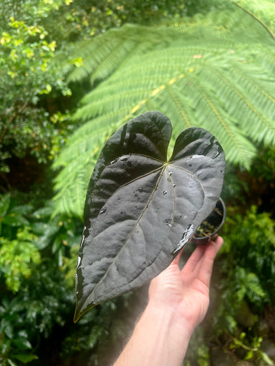 Anthurium Red Vein Magnificent Beauty Clone