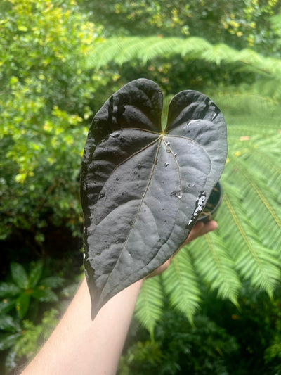 Anthurium Red Vein Magnificent Beauty Clone