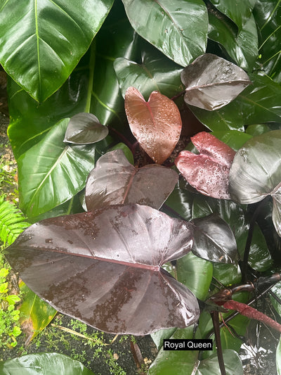 Philodendron Dark Hybrids - Dark Knight and Royal Queen > Cuttings