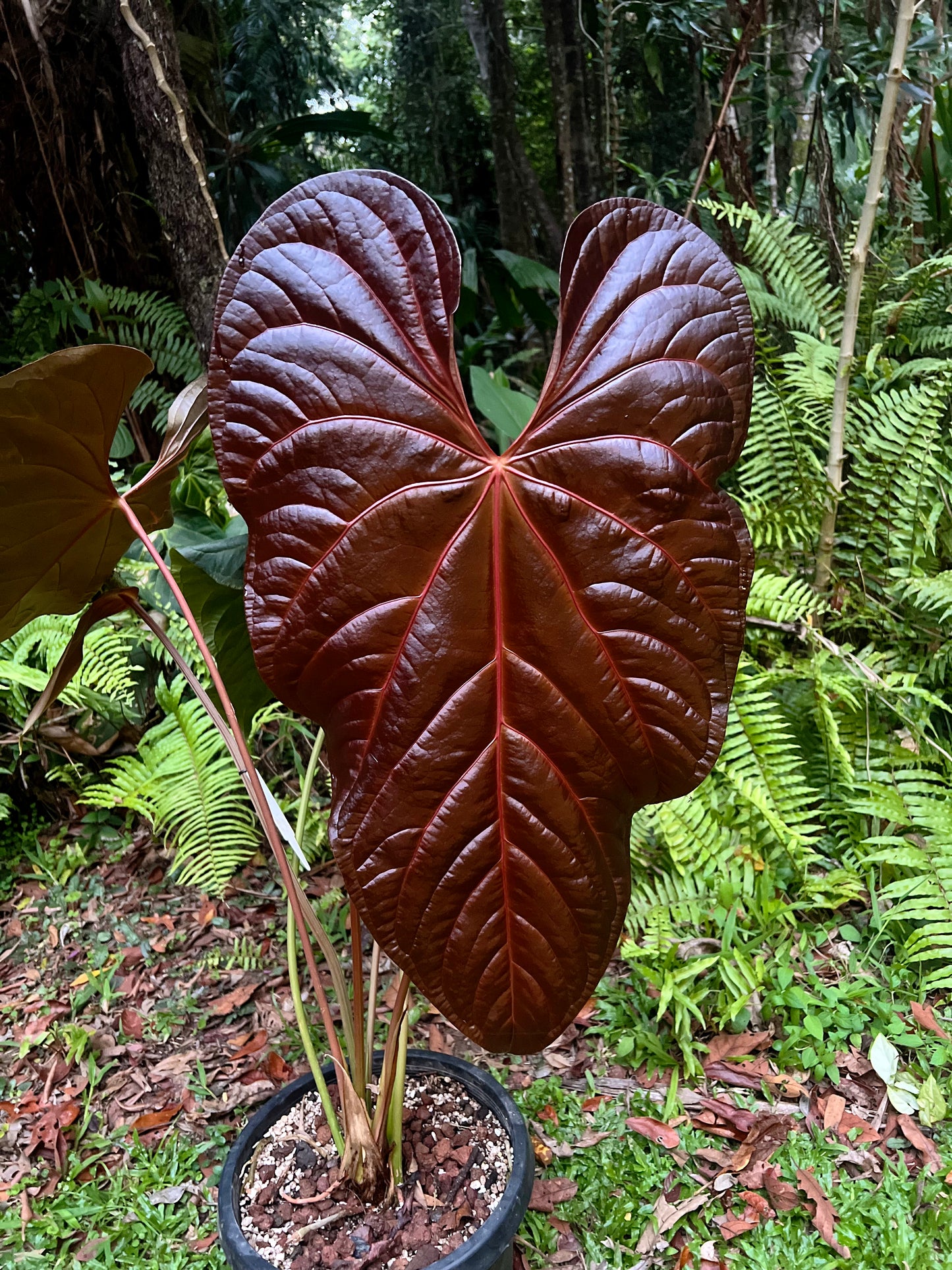Anthurium Red Vein Magnificent Beauty Clone Germinated from Chunky Cutting