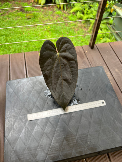 Anthurium Red Vein Magnificent Beauty Clone Germinated from Chunky Cutting