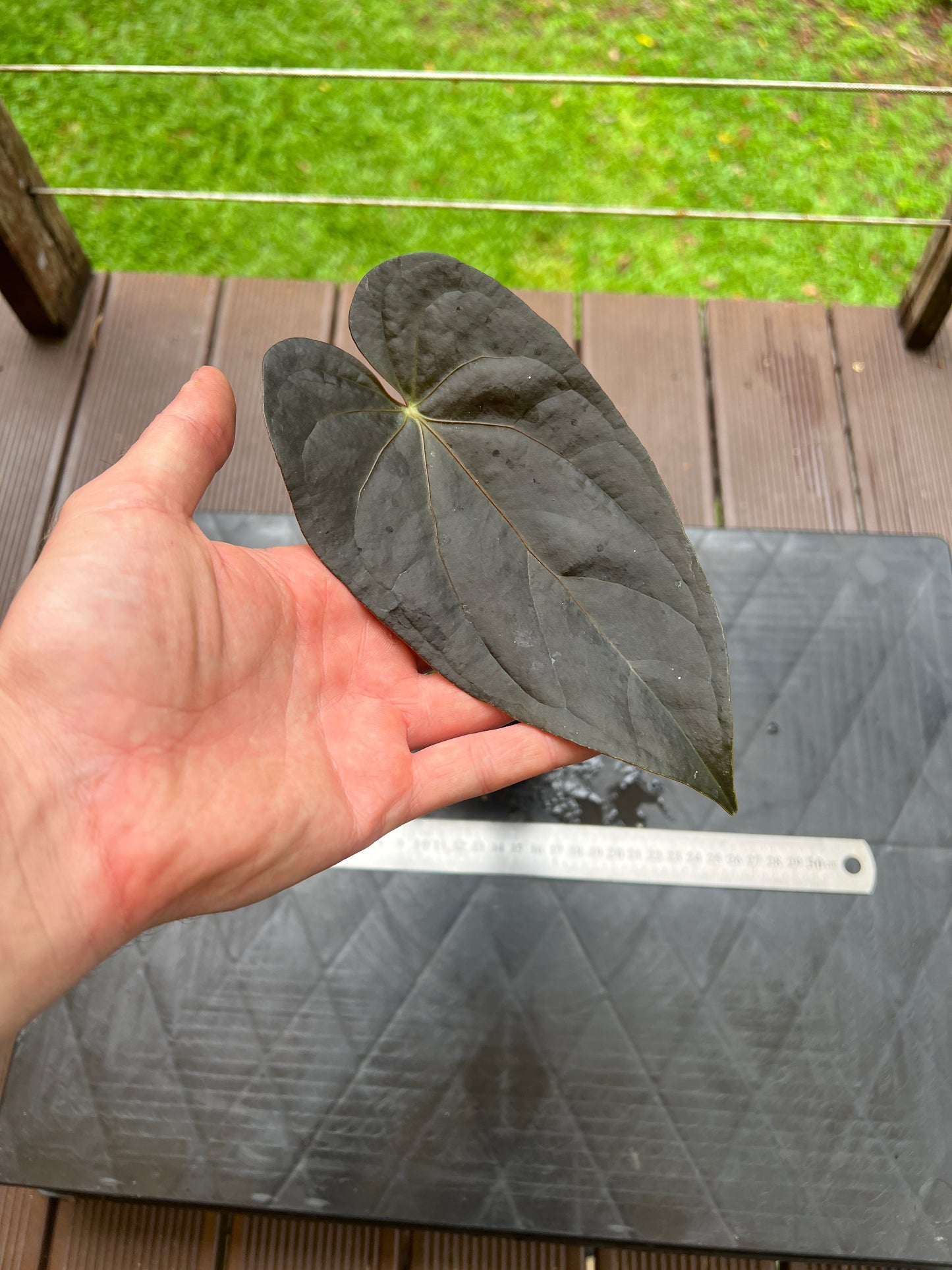 Anthurium Red Vein Magnificent Beauty Clone Germinated from Chunky Cutting