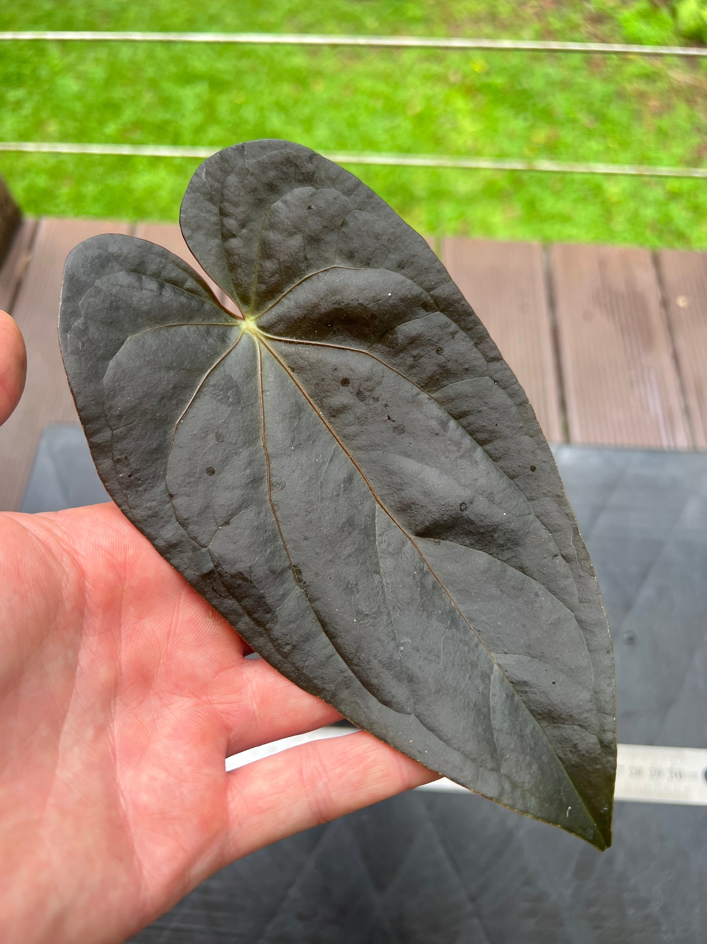 Anthurium Red Vein Magnificent Beauty Clone Germinated from Chunky Cutting