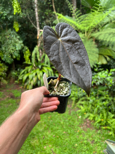 Anthurium Red Vein Magnificent Beauty Clone Germinated from Chunky Cutting