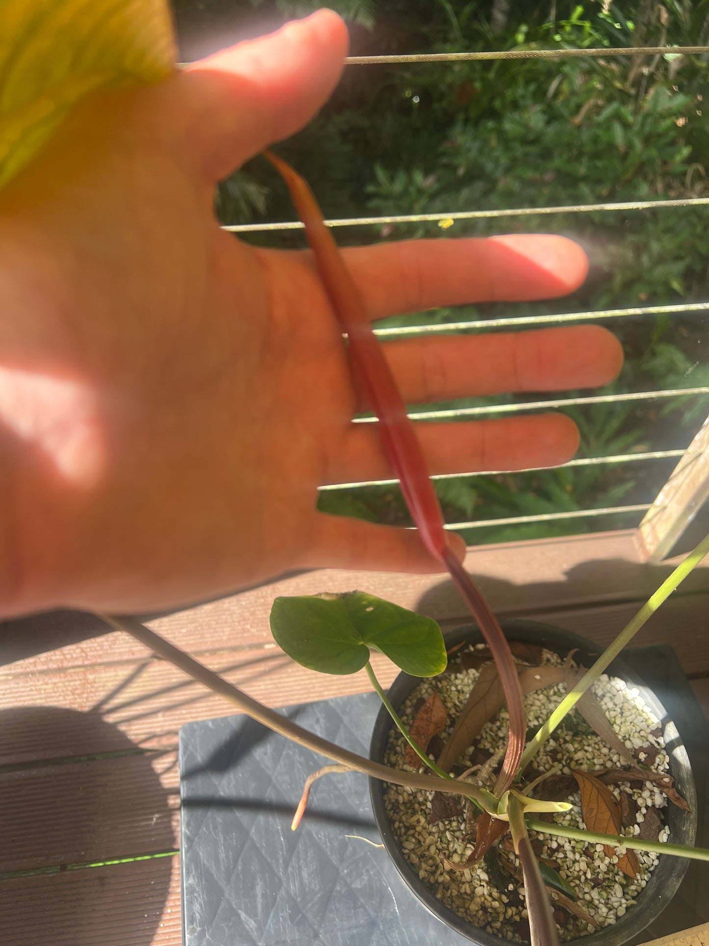Anthurium Red Vein Magnificent Beauty Clone Large Flowering