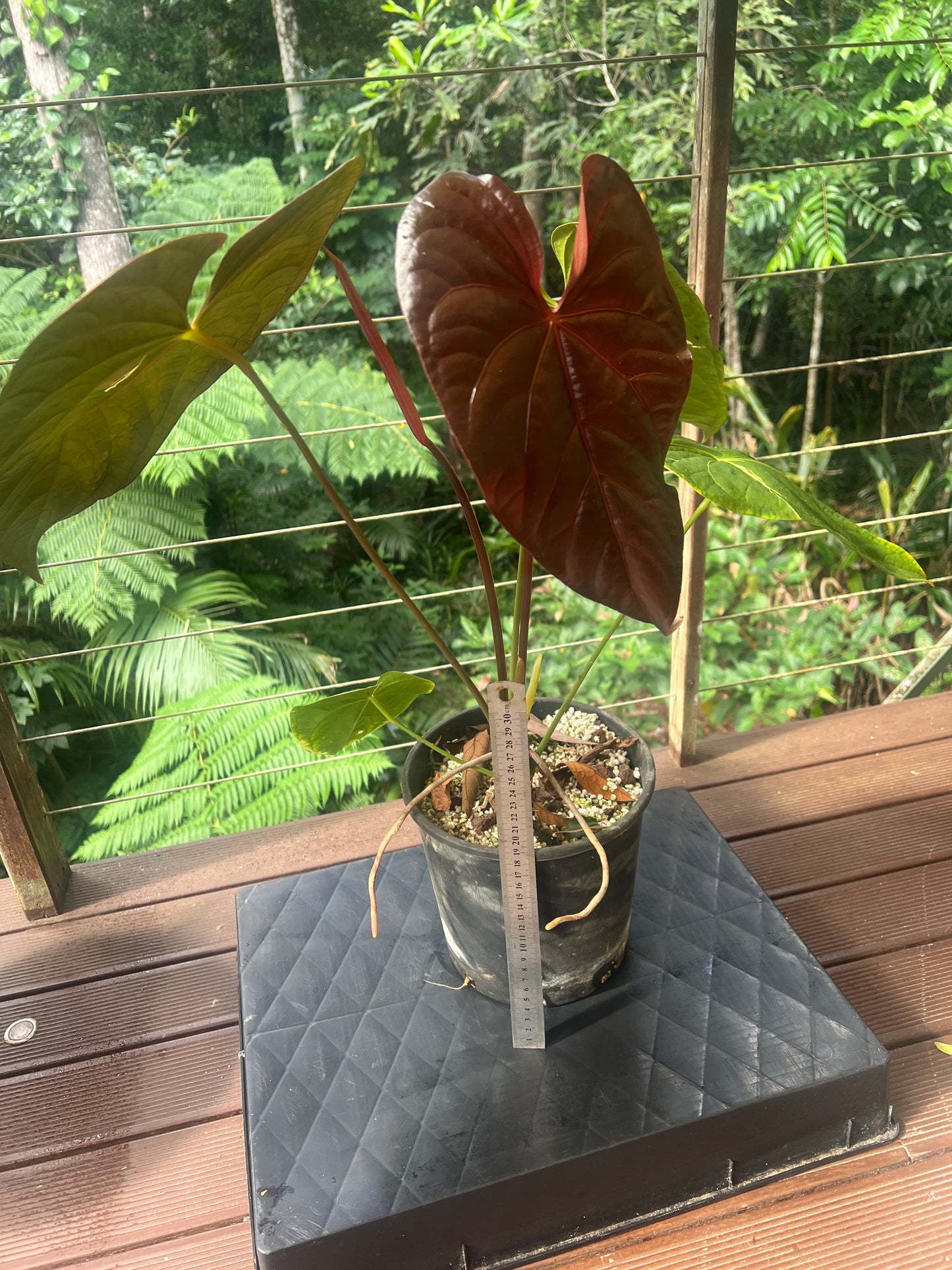 Anthurium Red Vein Magnificent Beauty Clone Large Flowering