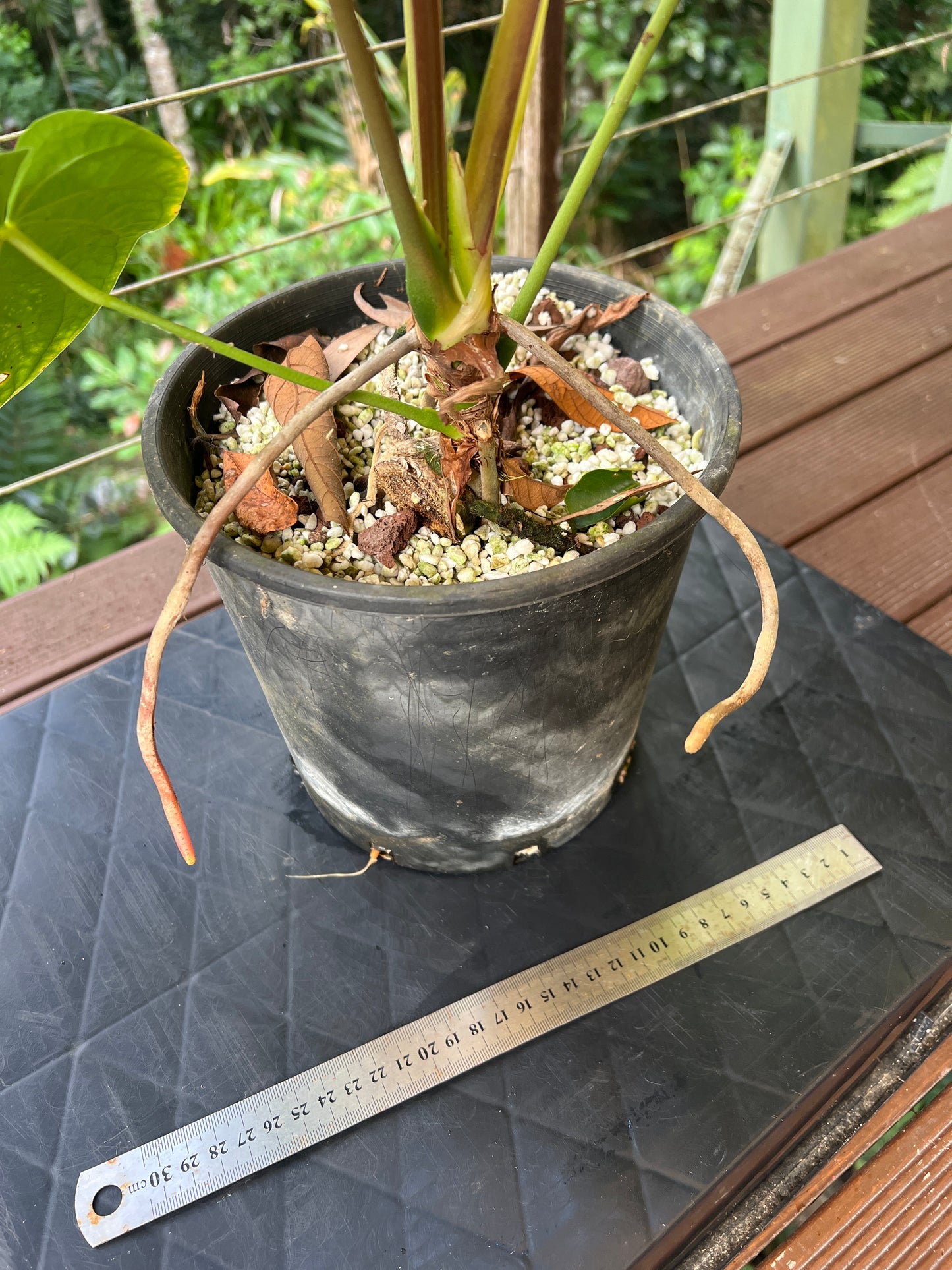 Anthurium Red Vein Magnificent Beauty Clone Large Flowering