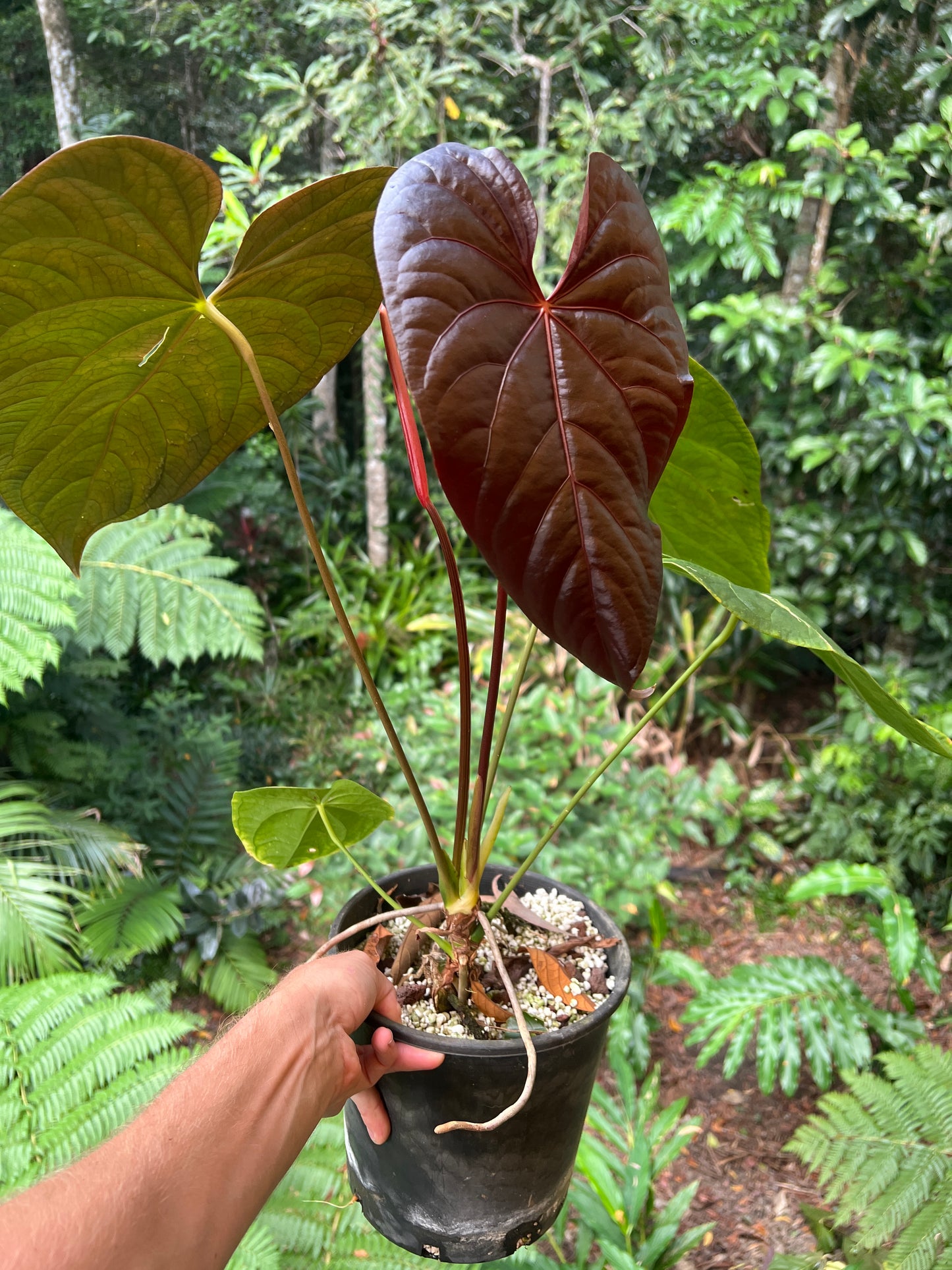Anthurium Red Vein Magnificent Beauty Clone Large Flowering