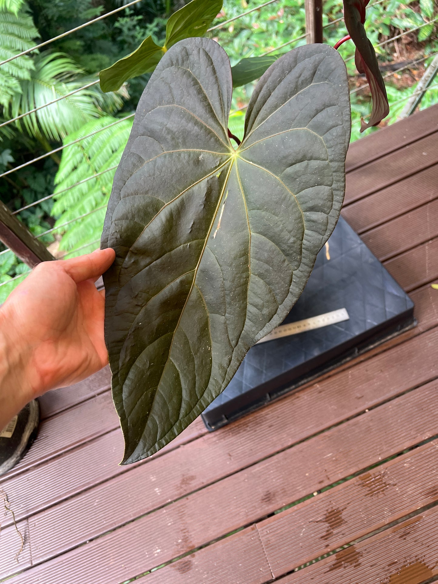 Anthurium Red Vein Magnificent Beauty Clone Large Flowering