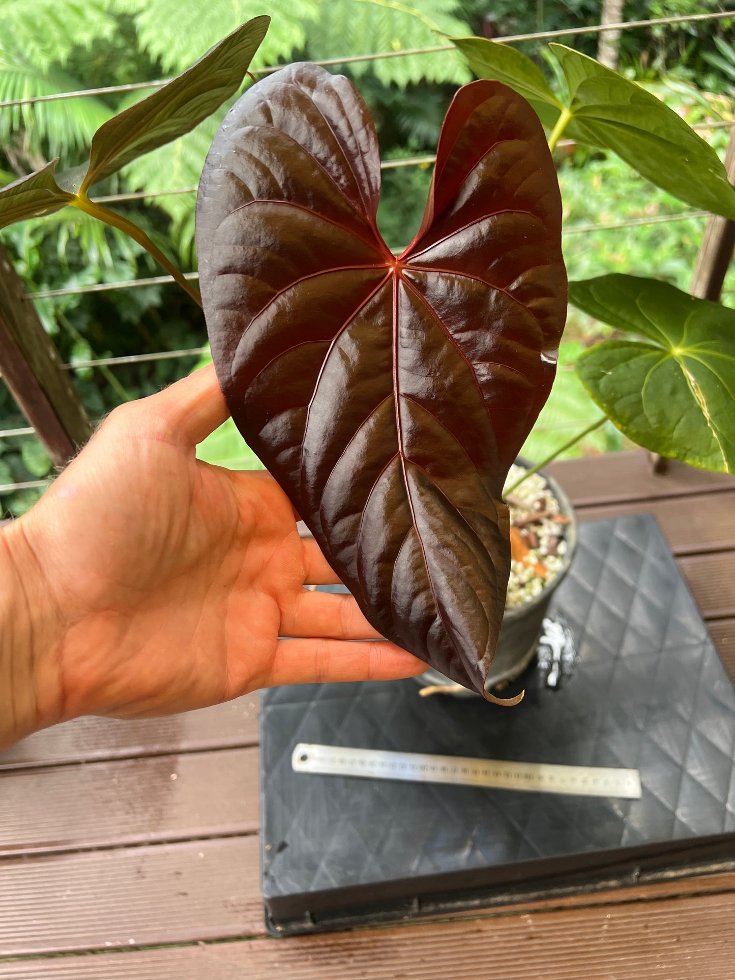 Anthurium Red Vein Magnificent Beauty Clone Large Flowering