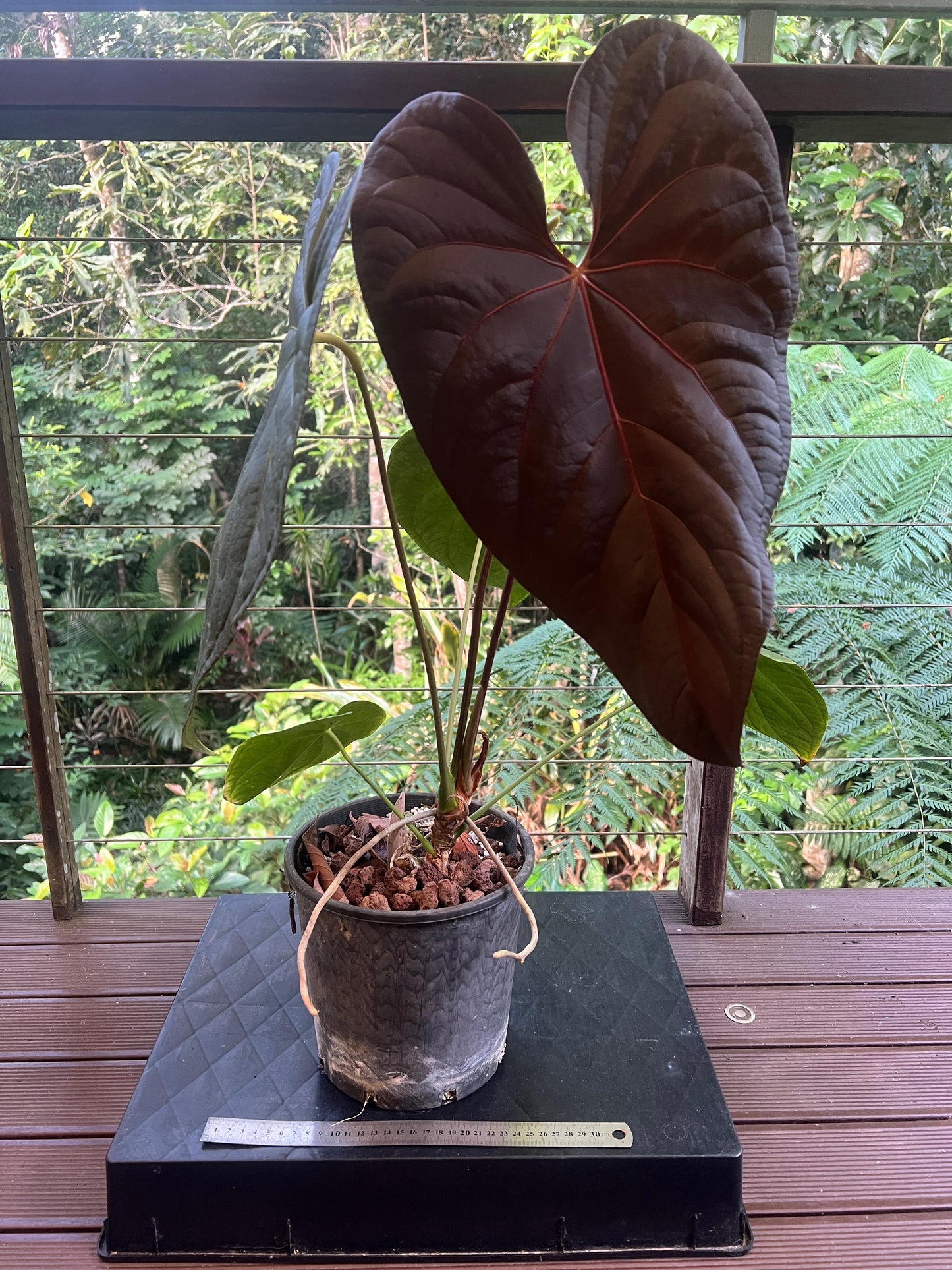 Anthurium Red Vein Magnificent Beauty Clone Large Flowering 200mm Pot!