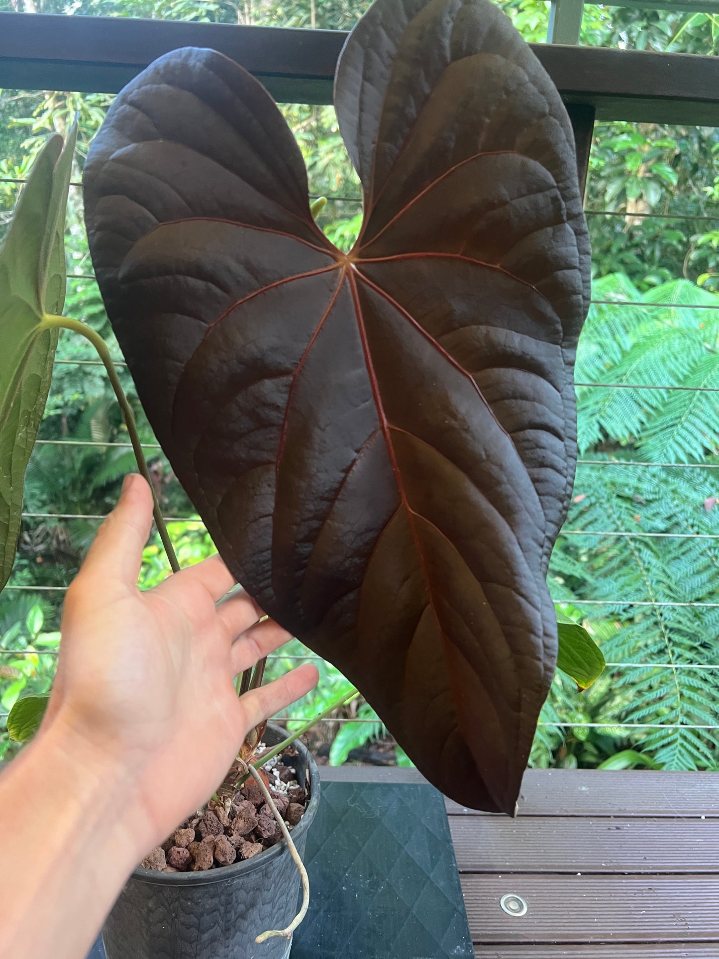 Anthurium Red Vein Magnificent Beauty Clone Large Flowering 200mm Pot!