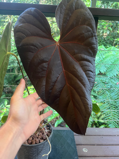Anthurium Red Vein Magnificent Beauty Clone Large Flowering 200mm Pot!