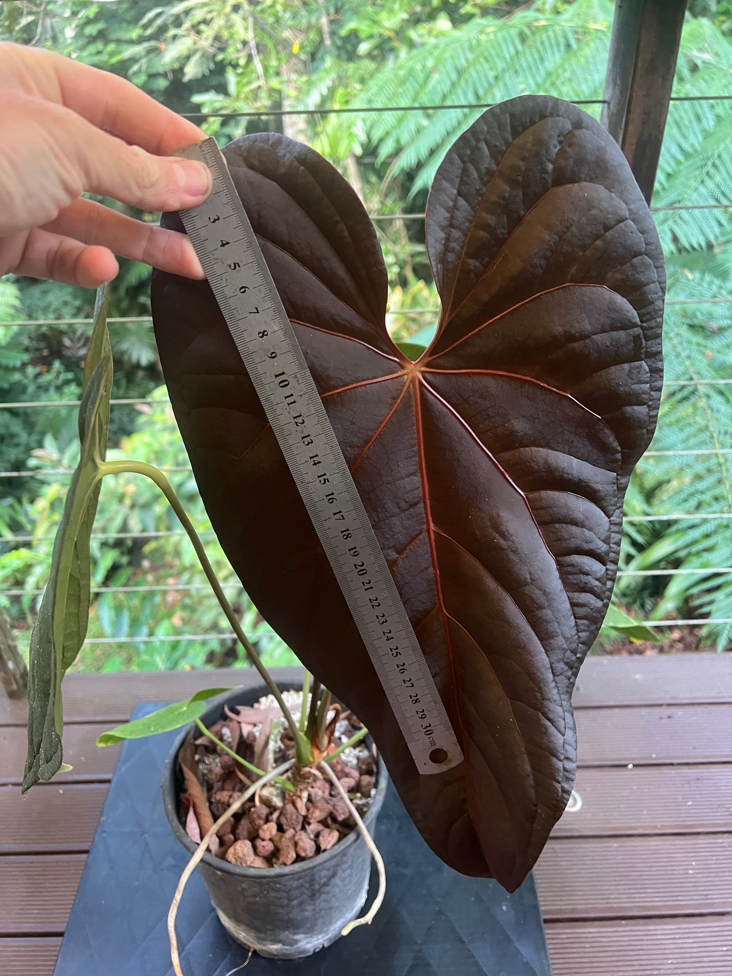 Anthurium Red Vein Magnificent Beauty Clone Large Flowering 200mm Pot!