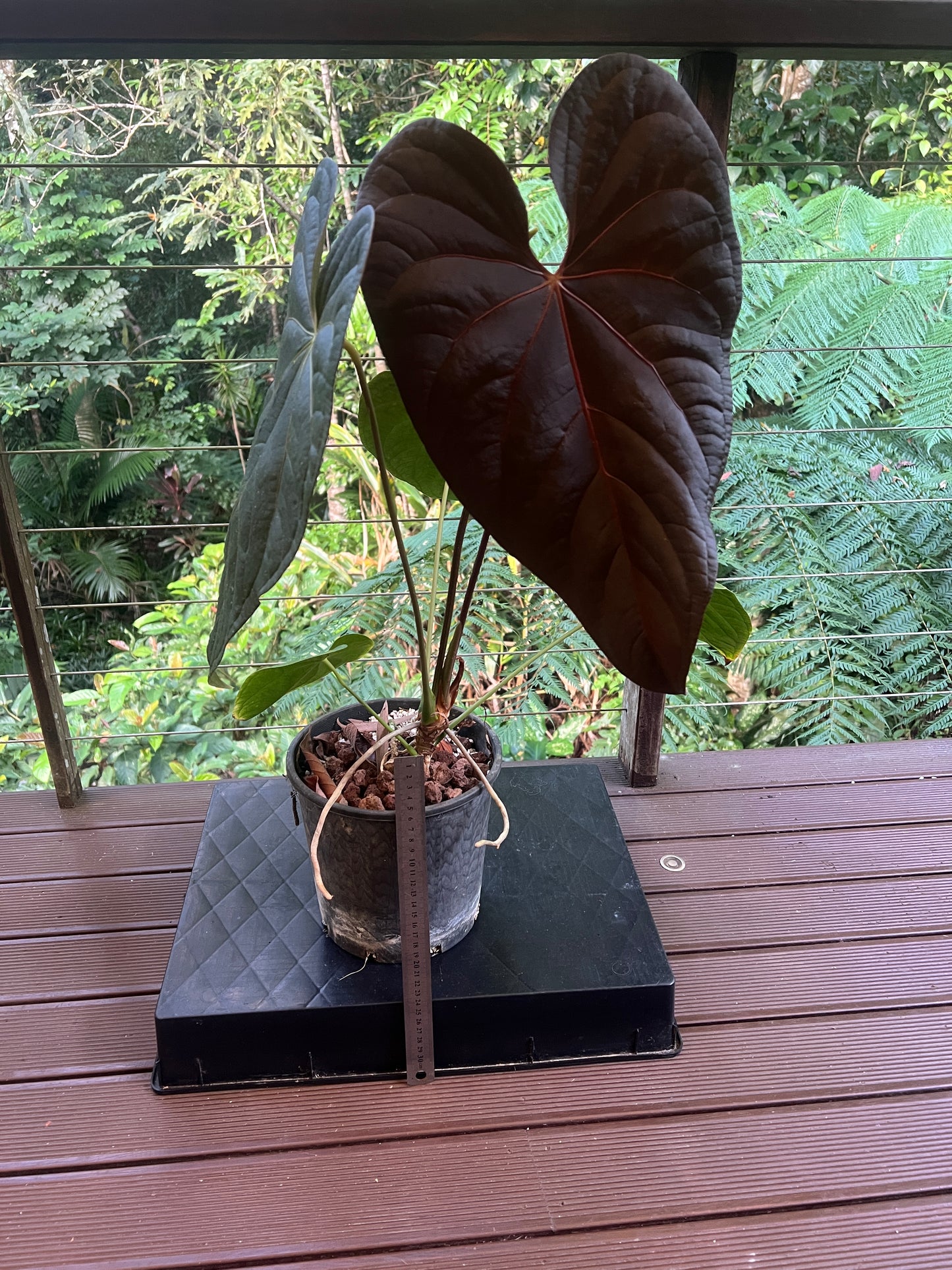 Anthurium Red Vein Magnificent Beauty Clone Large Flowering 200mm Pot!