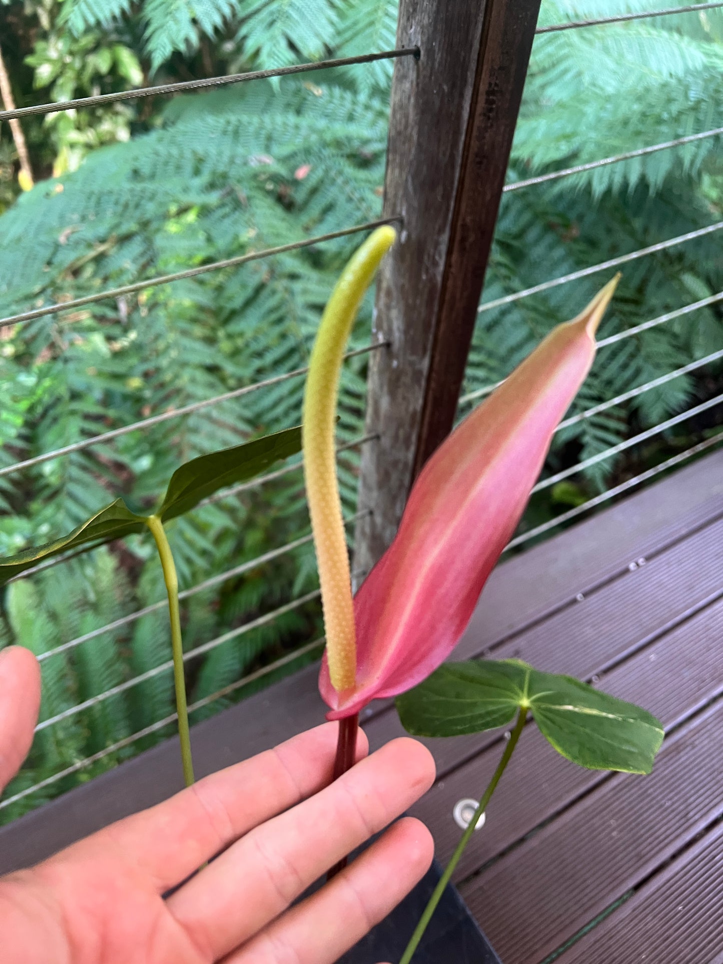 Anthurium Red Vein Magnificent Beauty Clone Large Flowering 200mm Pot!