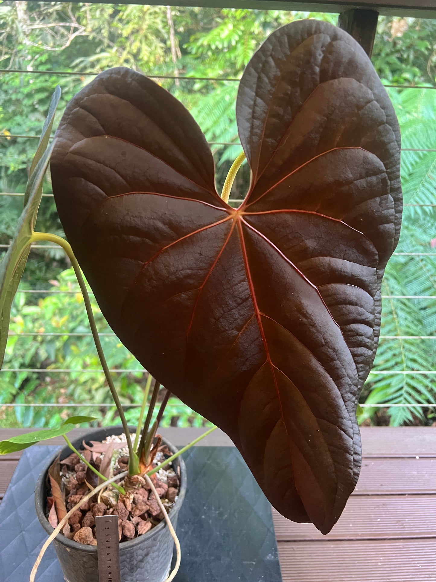 Anthurium Red Vein Magnificent Beauty Clone Large Flowering 200mm Pot!