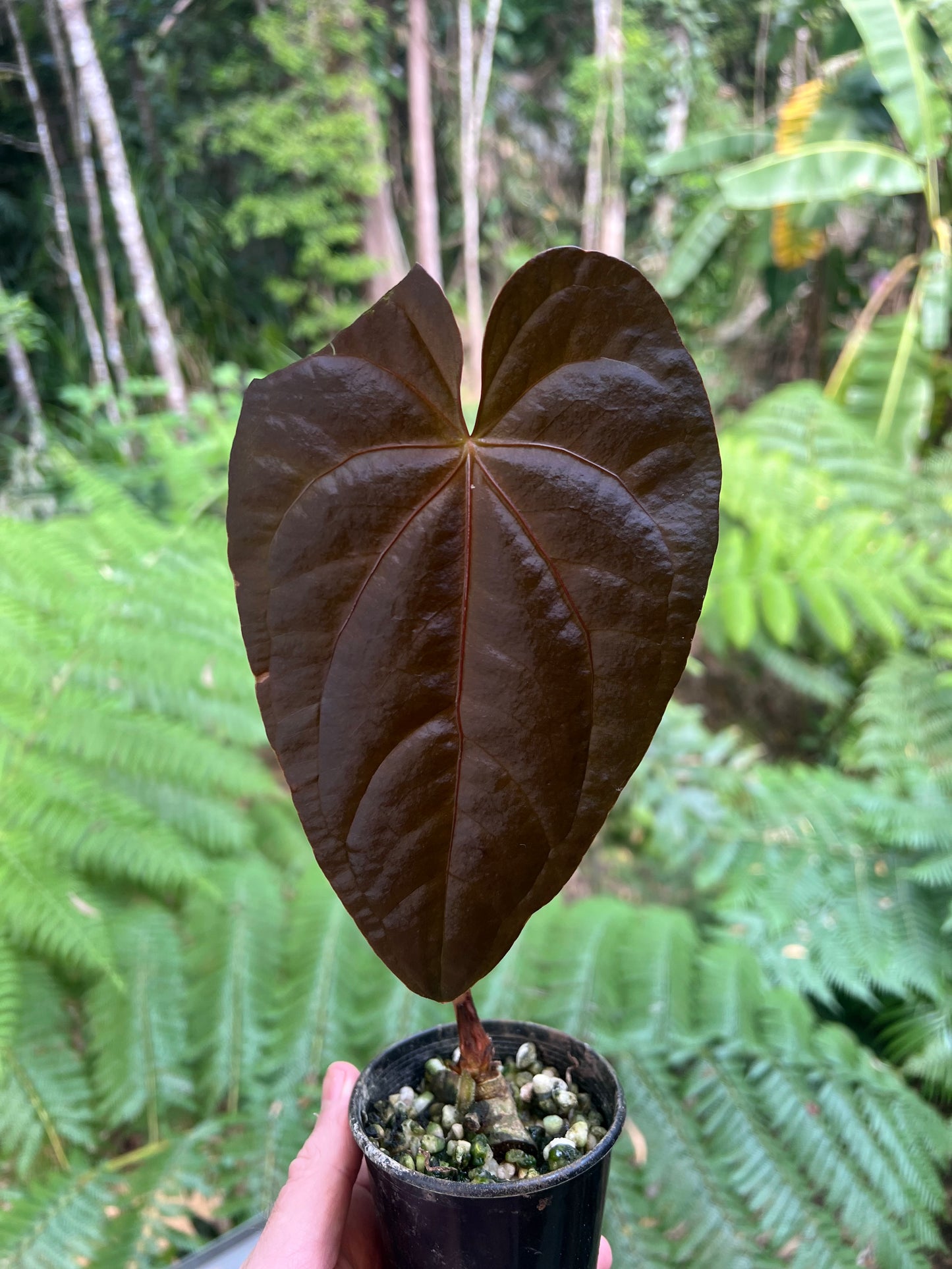 Anthurium Red Vein Magnificent Beauty Clone