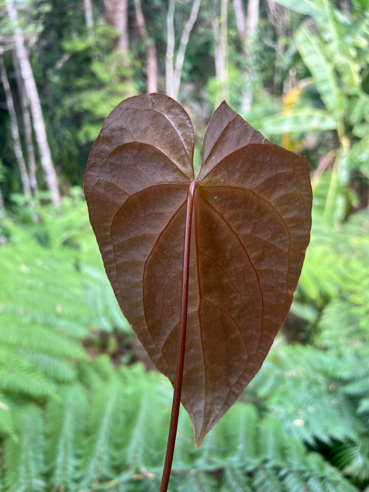 Anthurium Red Vein Magnificent Beauty Clone