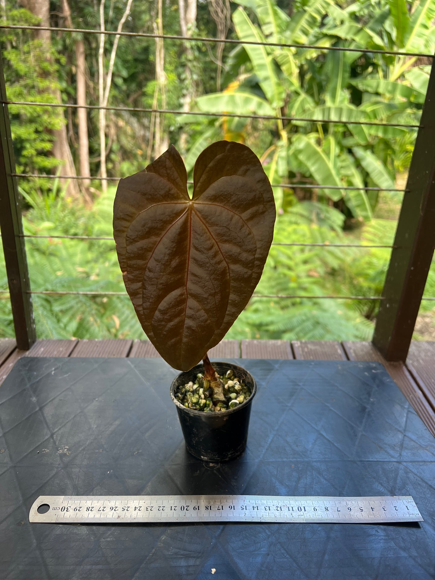 Anthurium Red Vein Magnificent Beauty Clone