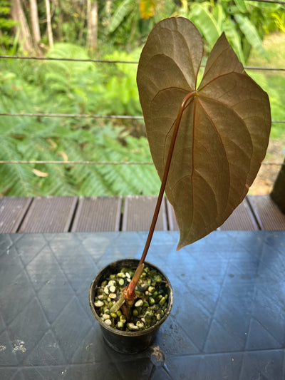 Anthurium Red Vein Magnificent Beauty Clone