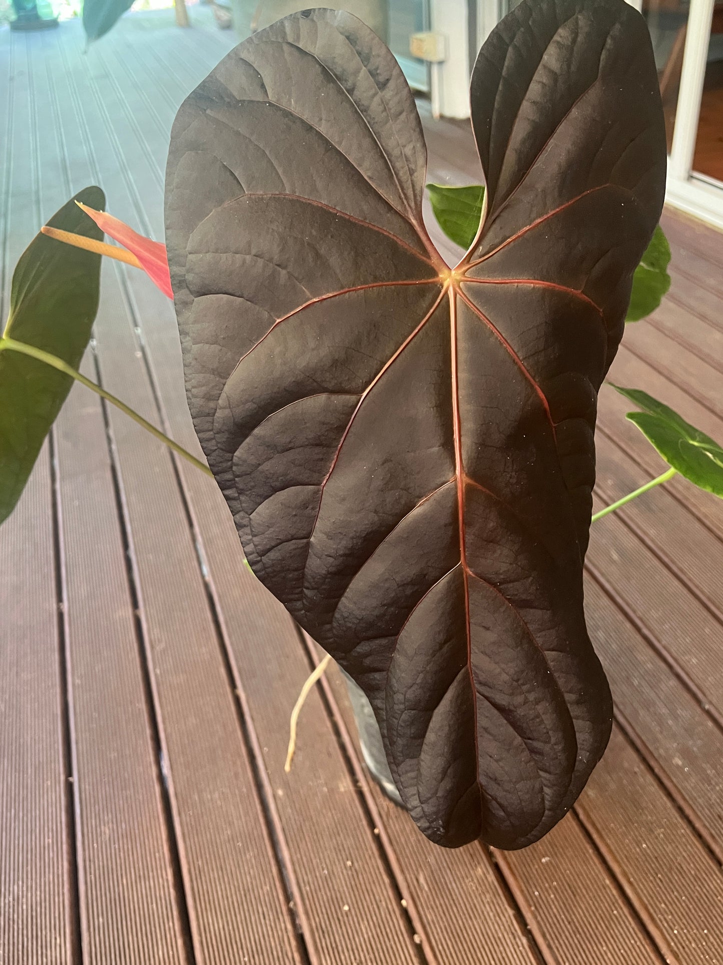 Anthurium Red Vein Magnificent Beauty Clone Large Flowering 200mm Pot!