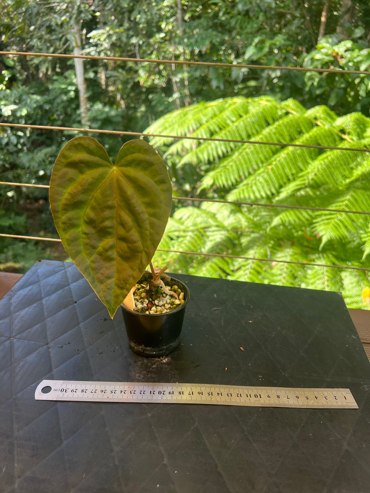 Anthurium Red Vein Magnificent Beauty