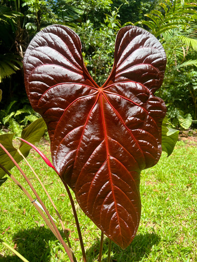 Anthurium Red Vein Magnificent Beauty Clone Germinated from Chunky Cutting