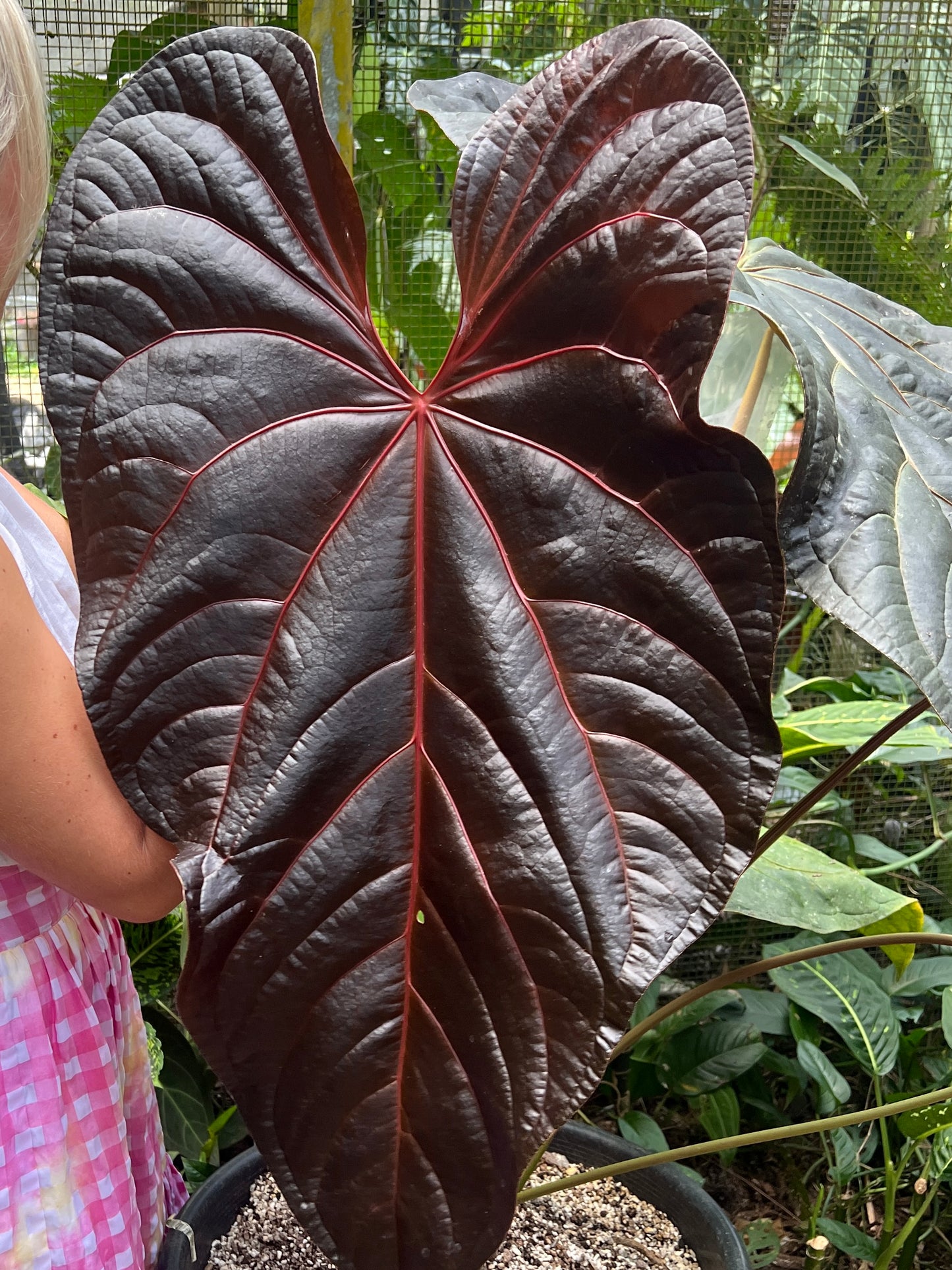 Anthurium RVMB x Unknown x1 Seedling