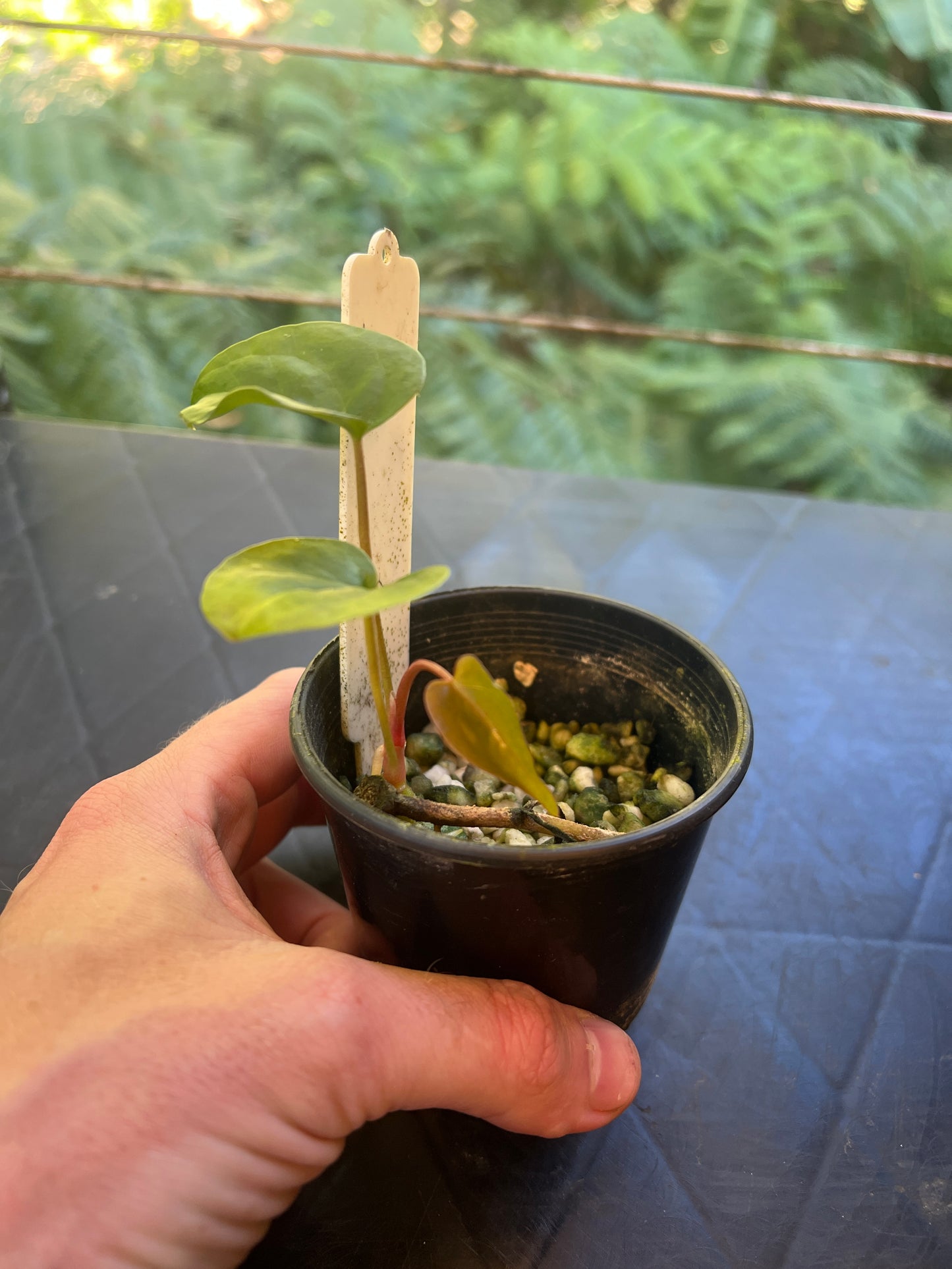 Anthurium Red Vein Magnificent Beauty Clone Small