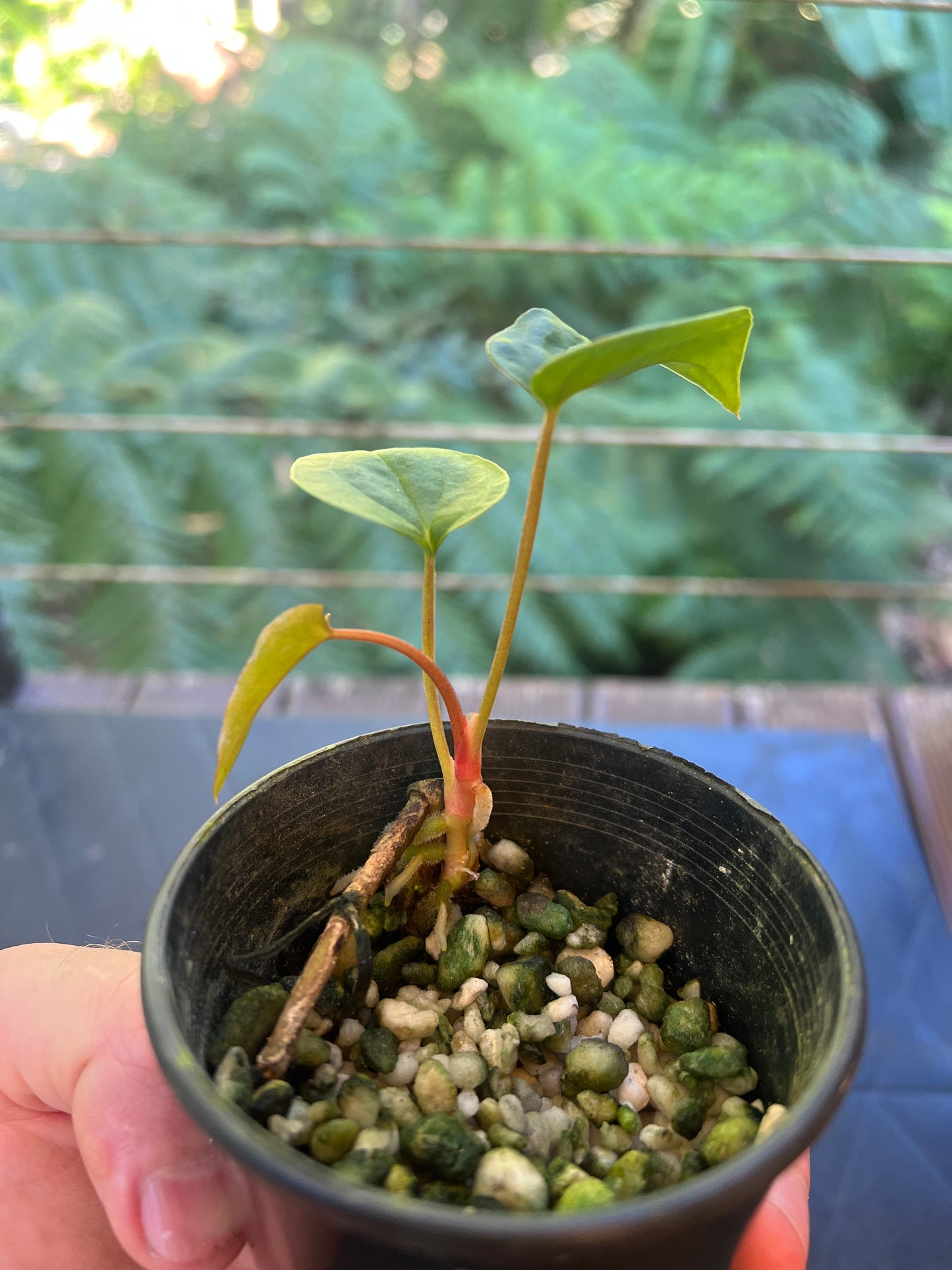 Anthurium Red Vein Magnificent Beauty Clone Small