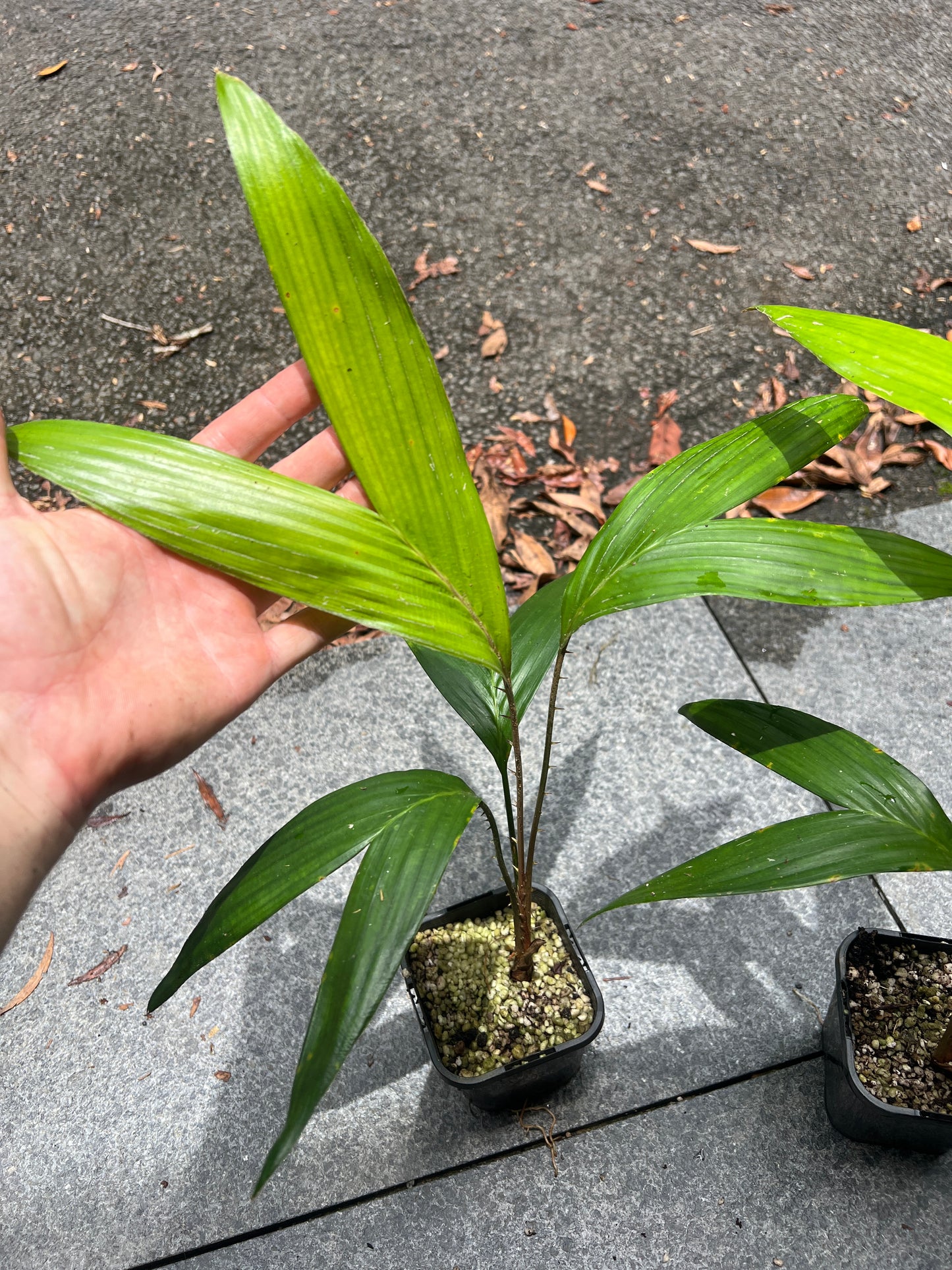 Salak Gula Pasir > Salacca zalacca var. amboinensis