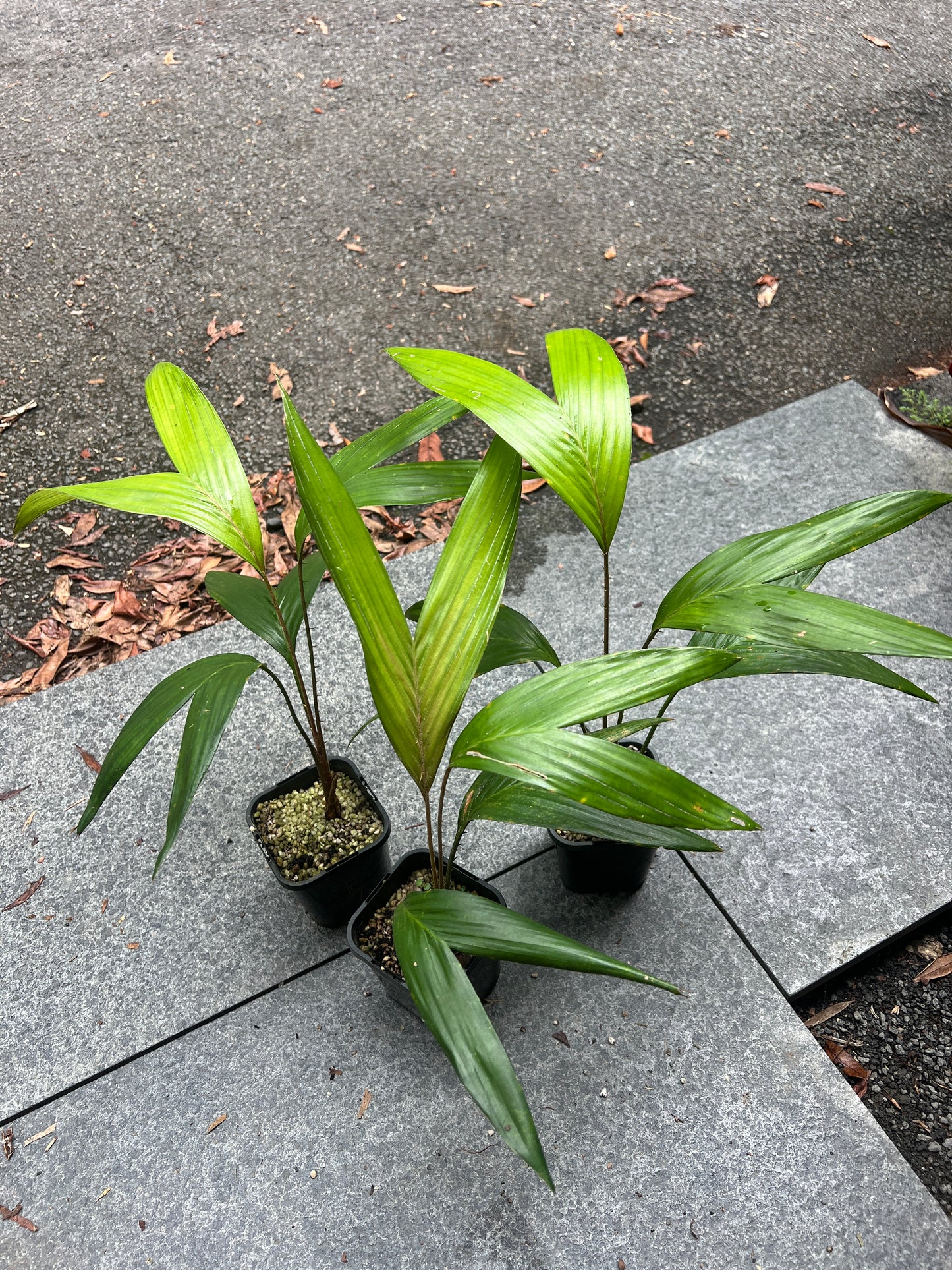 Salak Gula Pasir > Salacca zalacca var. amboinensis