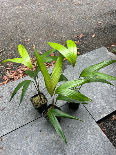 Salak Gula Pasir > Salacca zalacca var. amboinensis