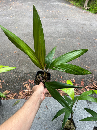 Salak Gula Pasir > Salacca zalacca var. amboinensis