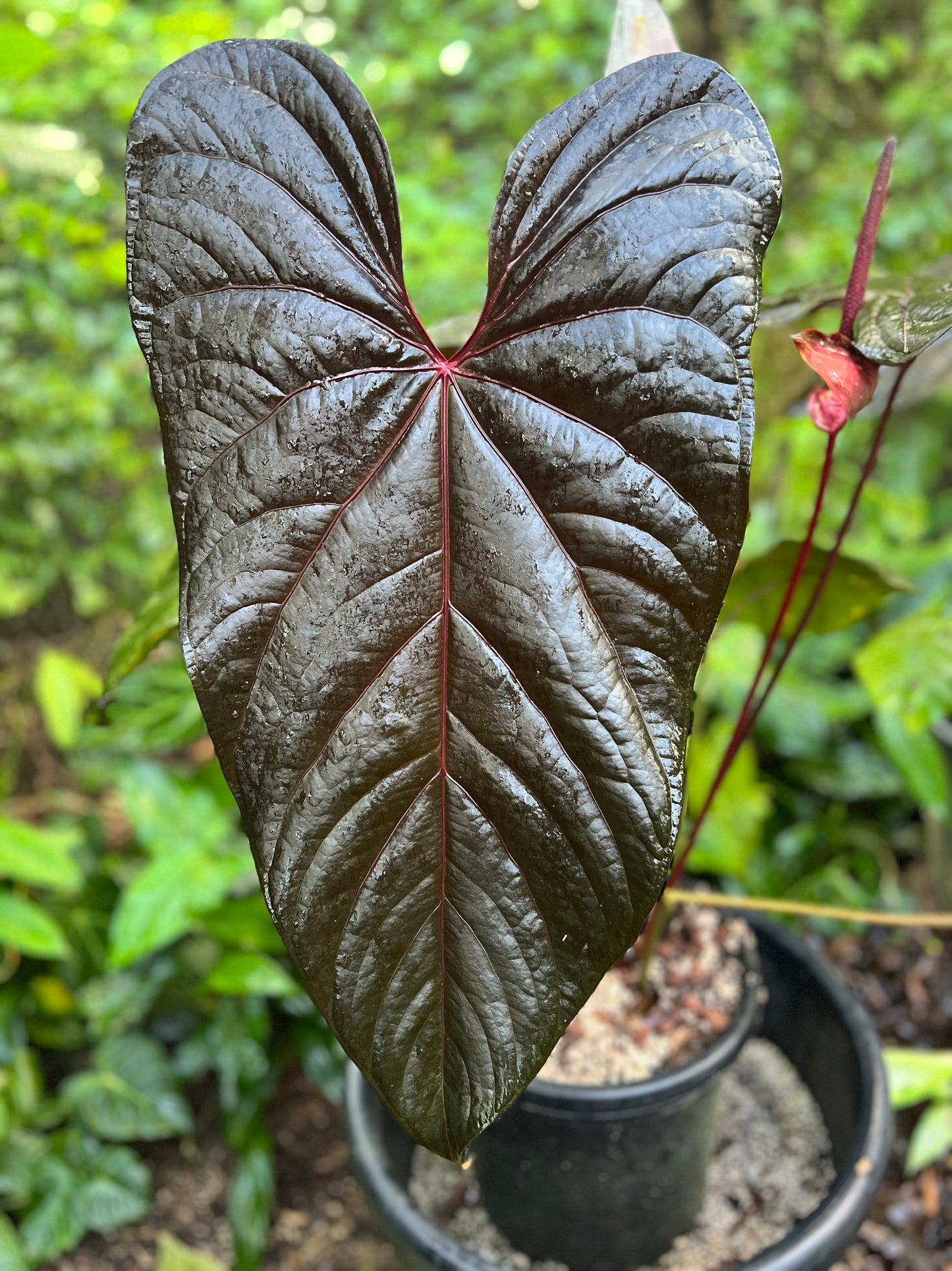 Anthurium Sang x Moody 'Metalic'
