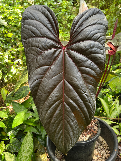 Anthurium Sang x Moody 'Metalic'
