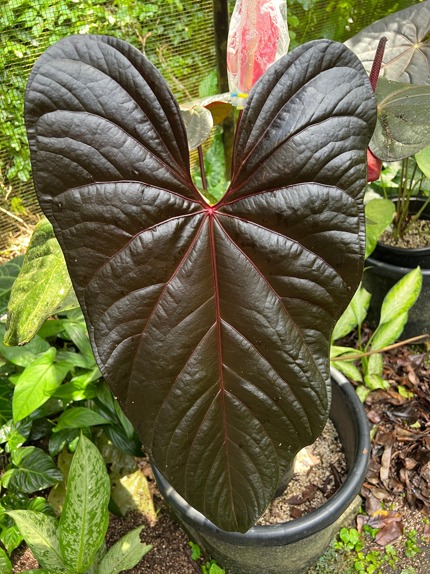 Anthurium Sang x Moody 'Metalic'