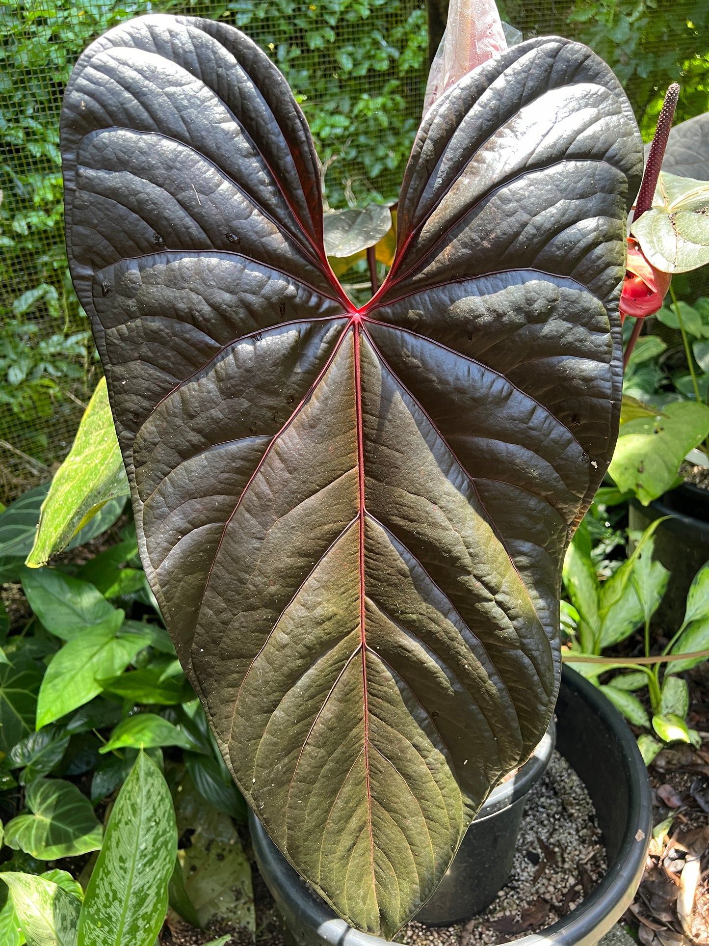 Anthurium Sang x Moody 'Metalic'