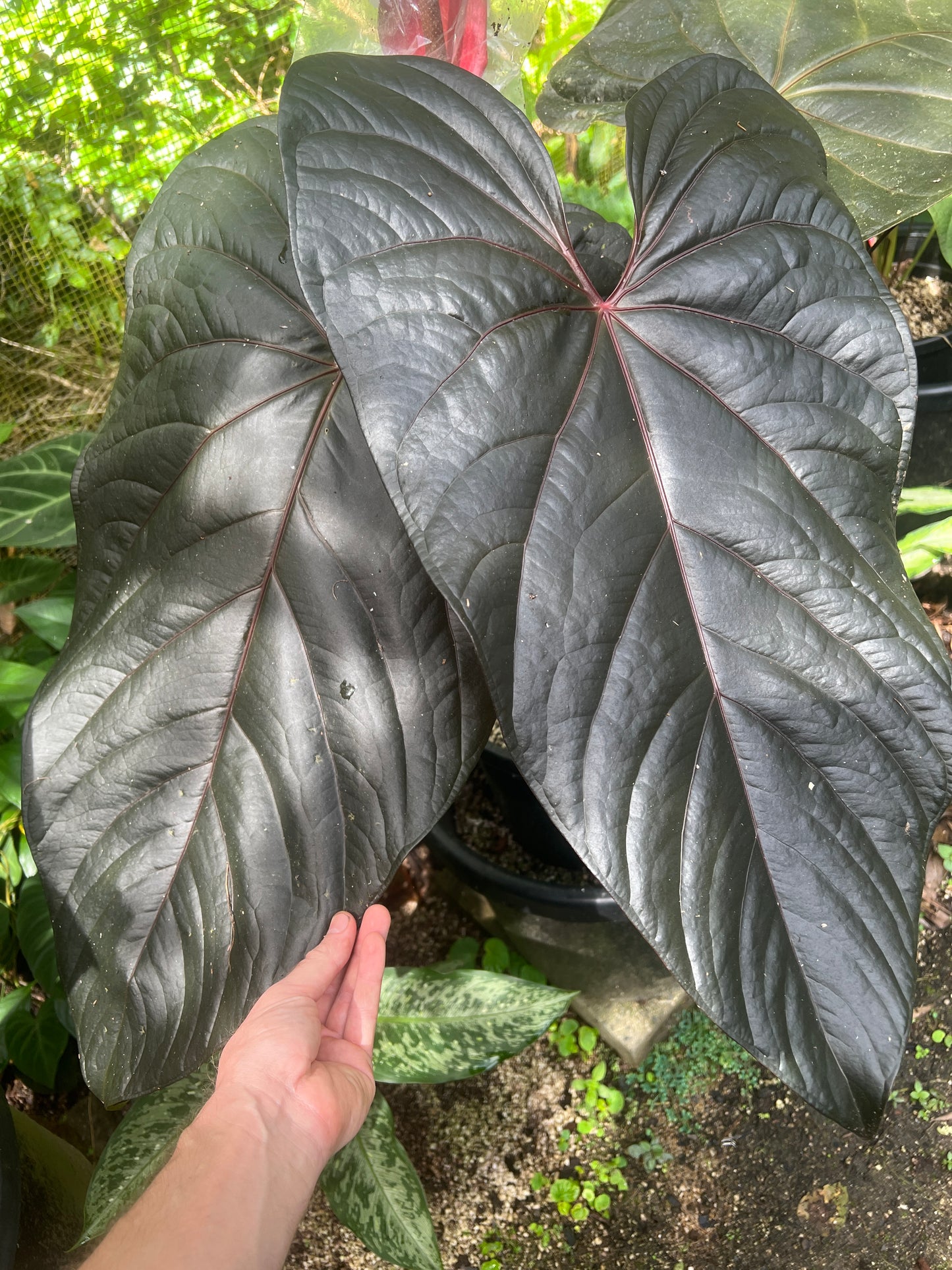 Anthurium Sang x Moody 'Metalic'