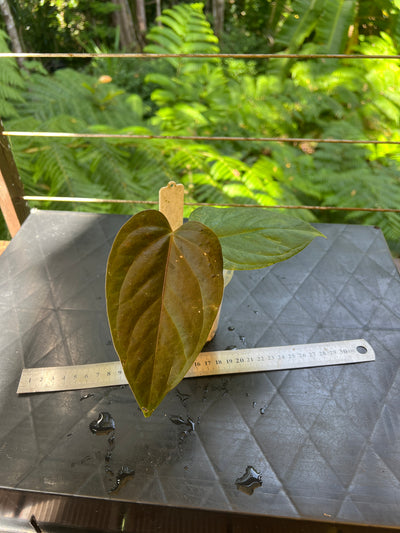 Anthurium Sang x Moody 'Metalic'