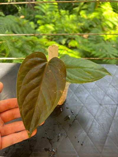 Anthurium Sang x Moody 'Metalic'