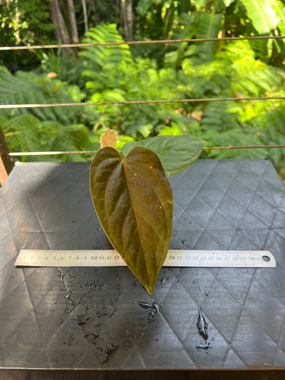 Anthurium Sang x Moody 'Metalic'